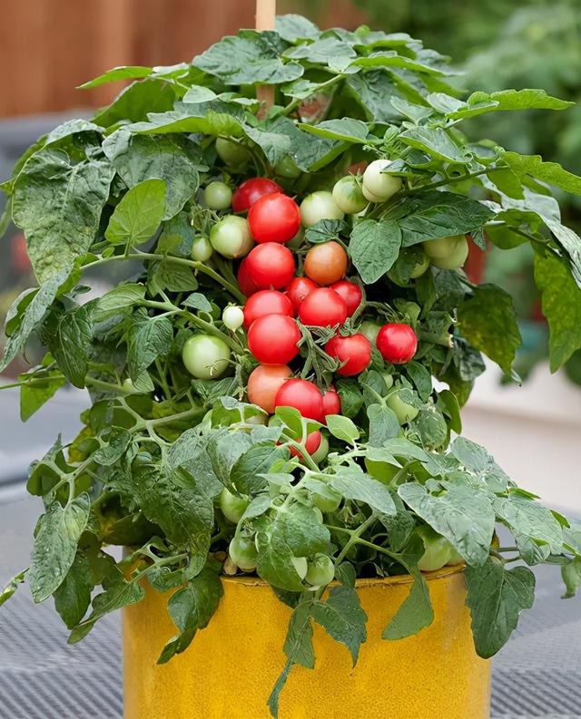 盆栽番茄盆栽番茄混合物自制配方与从商店购买相比,在家自己动手制作