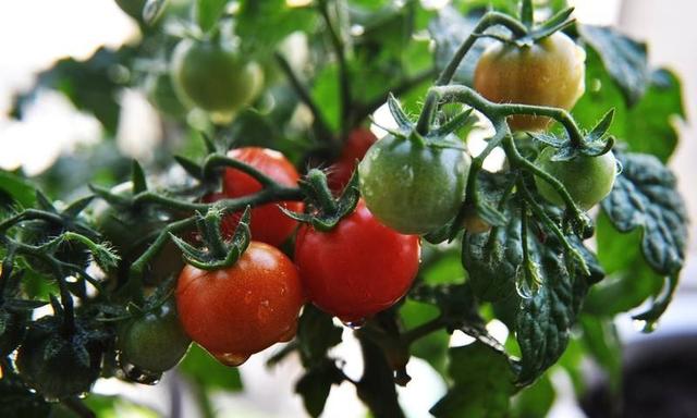 倒挂番茄的种植方法(倒挂番茄的种植方法视频)